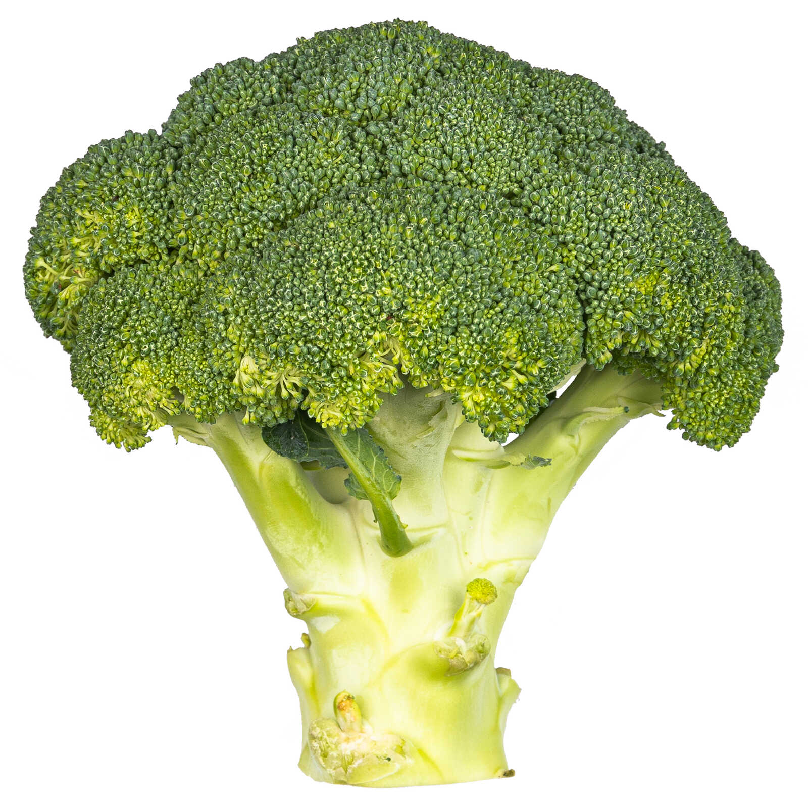 Delhaize Broccoli